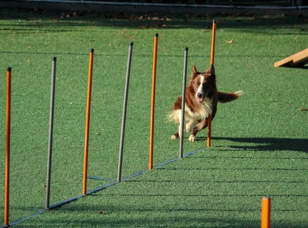 agility quick stick