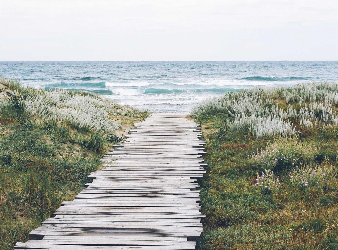 Understanding the Investment: Blue Bay Shepherd Price and Costs