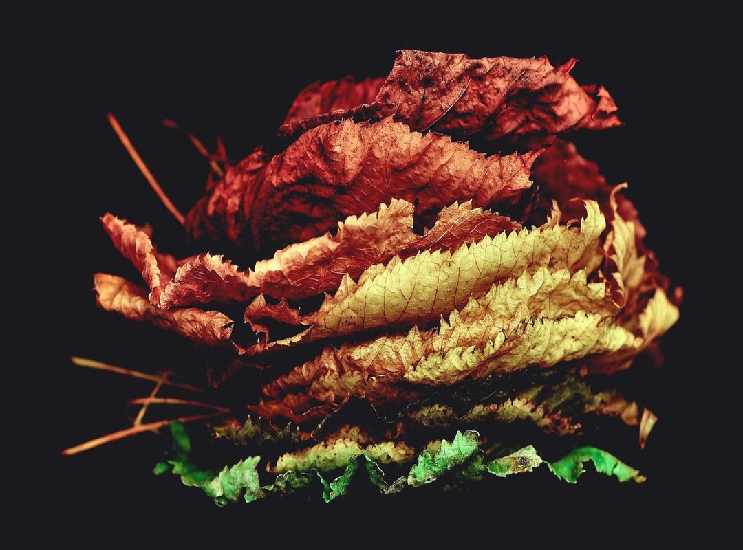 Bringing Nature to Your Sketchbook: Easy Outdoor Scenes