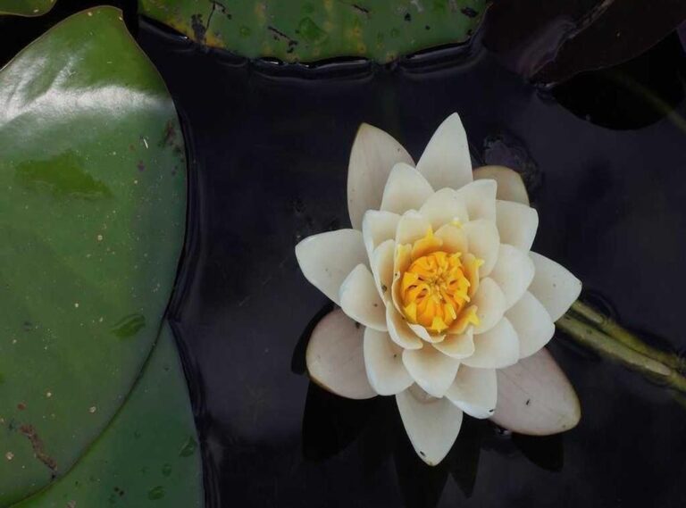 pukiindia