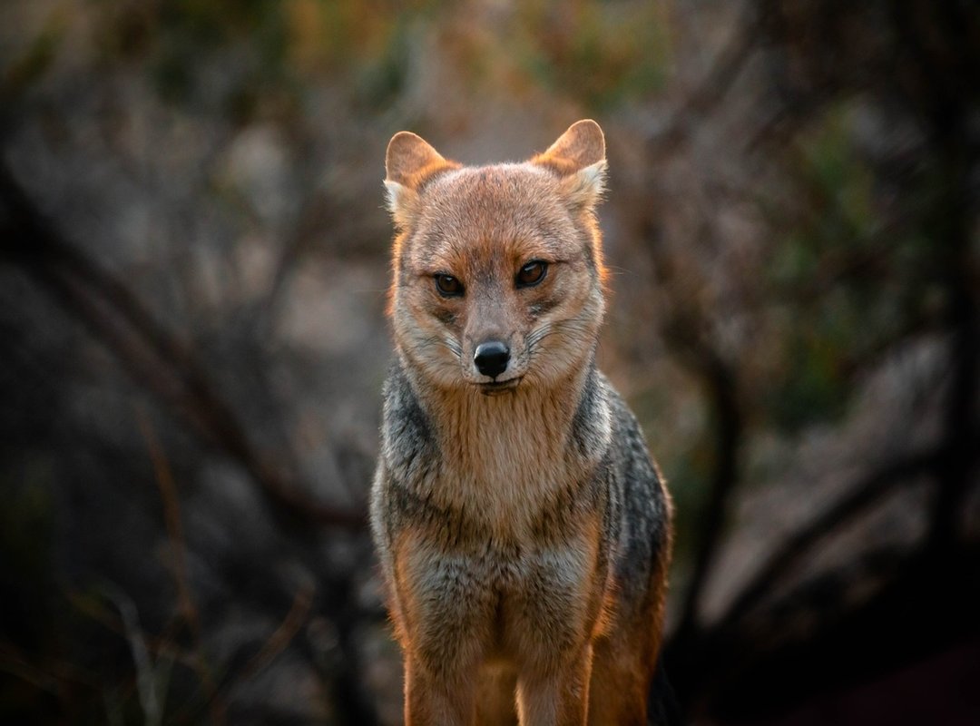 The Best Examples of the Zorro Meme in Action